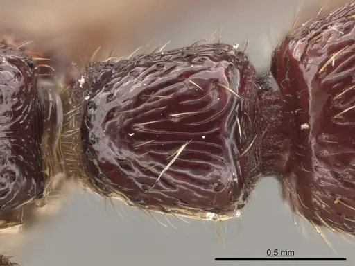 Gnamptogenys mordax specimen