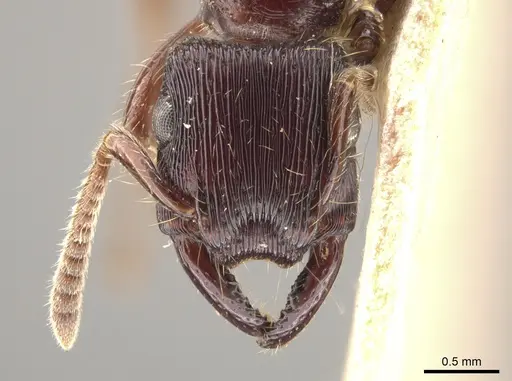 Gnamptogenys mordax specimen