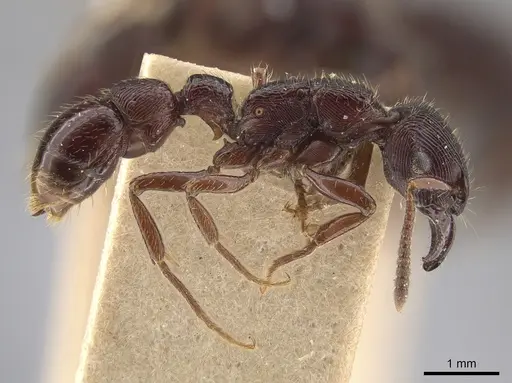 Gnamptogenys mordax - AMNH