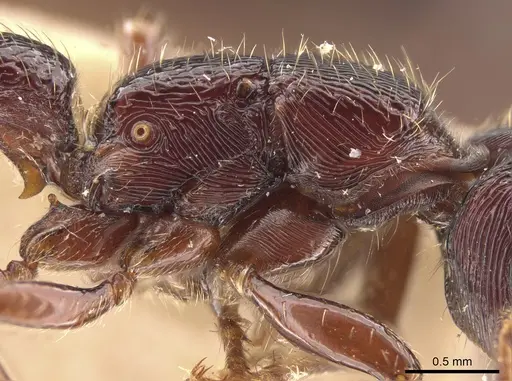 Gnamptogenys mordax - AMNH