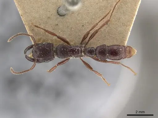 Gnamptogenys mordax - AMNH