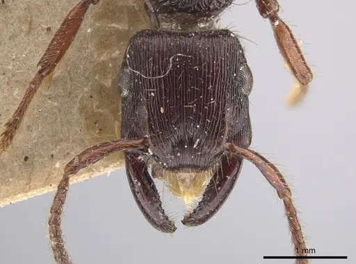 Gnamptogenys mordax - AMNH