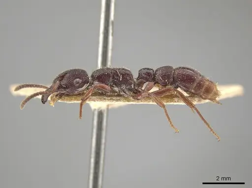 Gnamptogenys mordax - AMNH