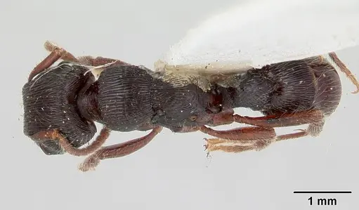 Gnamptogenys mordax - CASENT0178516