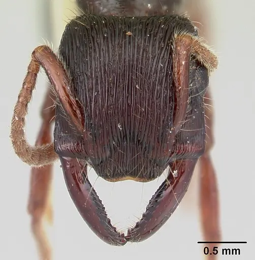 Gnamptogenys mordax - CASENT0178516