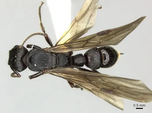 Gnamptogenys mordax - CASENT0249603