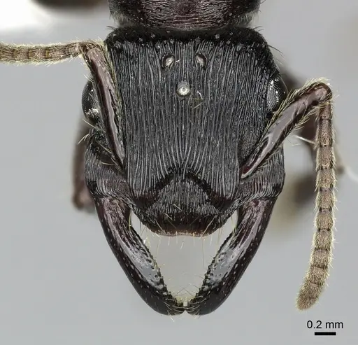 Gnamptogenys mordax - CASENT0249603