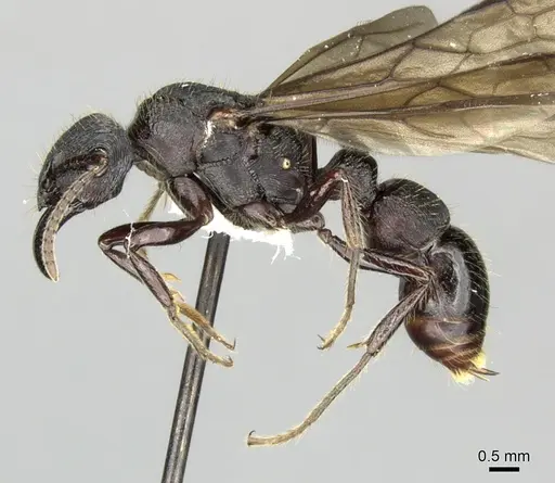 Gnamptogenys mordax - CASENT0249603