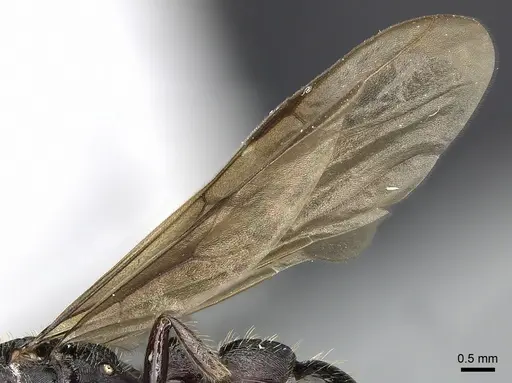 Gnamptogenys mordax - CASENT0249603