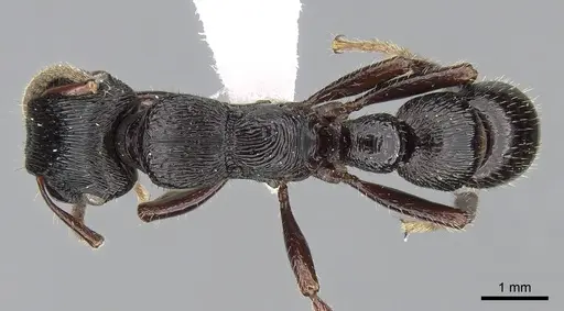 Gnamptogenys mordax - CASENT0281215