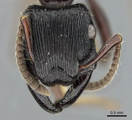 Gnamptogenys mordax - CASENT0281215