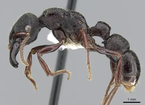 Gnamptogenys mordax - CASENT0281215