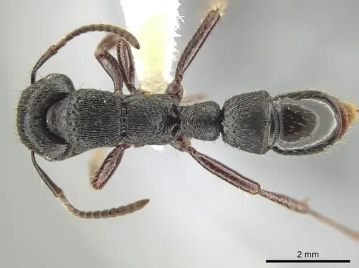 Gnamptogenys mordax - CASENT0648486