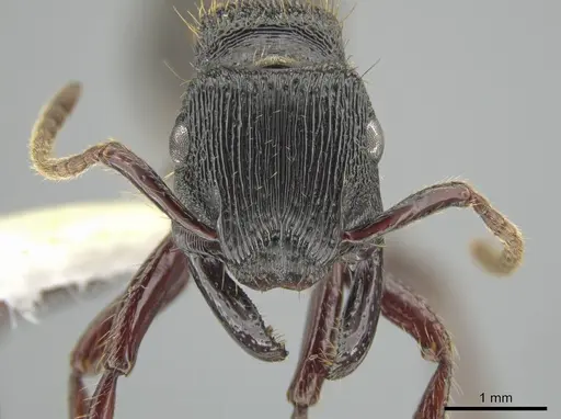 Gnamptogenys mordax - CASENT0648486