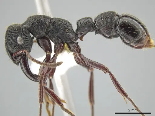 Gnamptogenys mordax - CASENT0648486