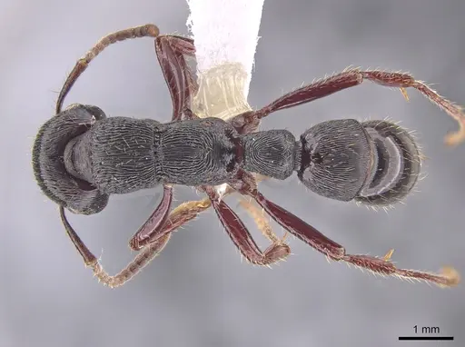 Gnamptogenys mordax - CASENT0651501