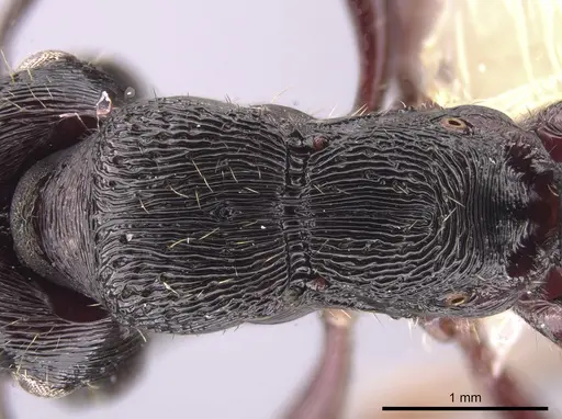 Gnamptogenys mordax - CASENT0651501