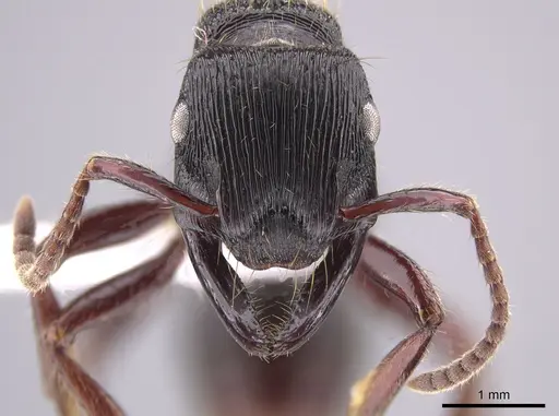 Gnamptogenys mordax - CASENT0651501