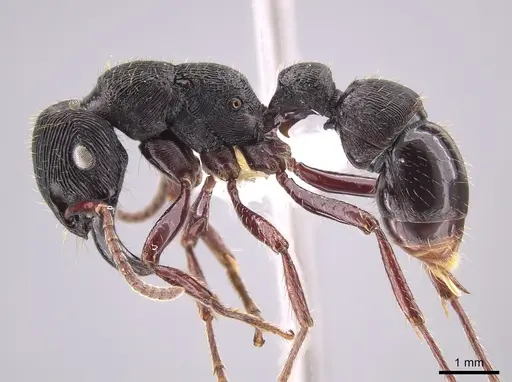 Gnamptogenys mordax - CASENT0651501