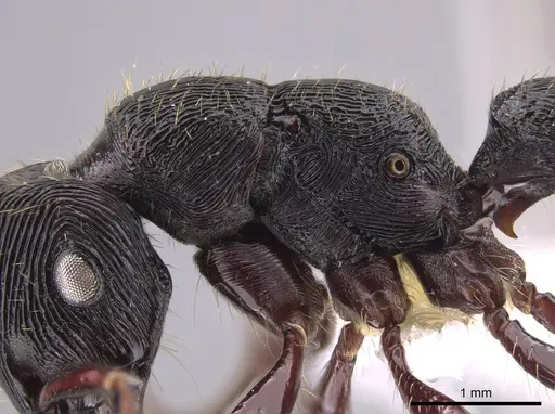 Gnamptogenys mordax - CASENT0651501