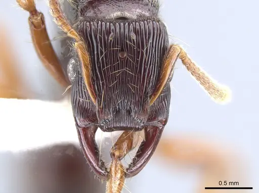 Gnamptogenys mordax - CASENT0884108