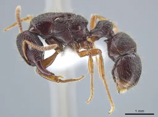 Gnamptogenys mordax - CASENT0884108