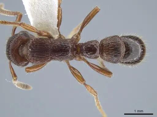 Gnamptogenys mordax - CASENT0884118