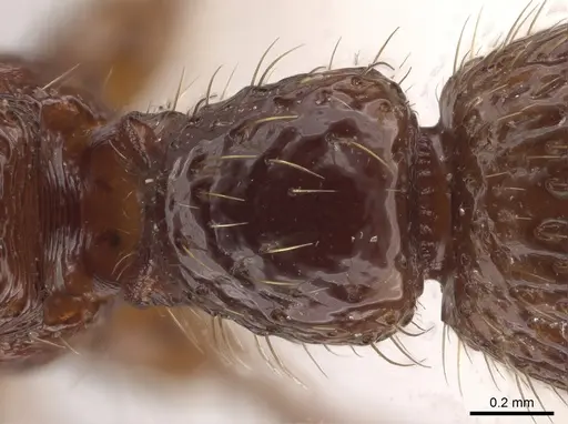 Gnamptogenys mordax - CASENT0884118