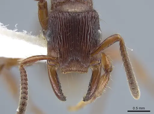 Gnamptogenys mordax - CASENT0884118