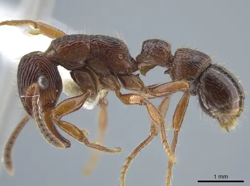 Gnamptogenys mordax - CASENT0884118