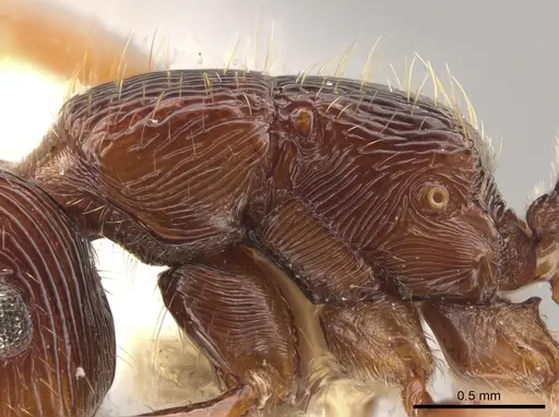 Gnamptogenys mordax - CASENT0884118