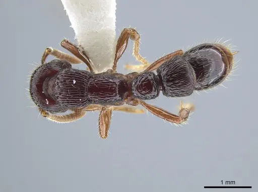 Gnamptogenys mordax - CASENT0884121