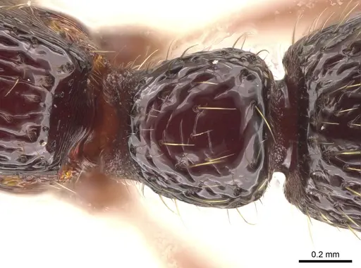 Gnamptogenys mordax - CASENT0884121