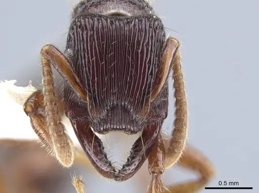 Gnamptogenys mordax - CASENT0884121