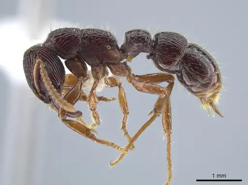 Gnamptogenys mordax - CASENT0884121