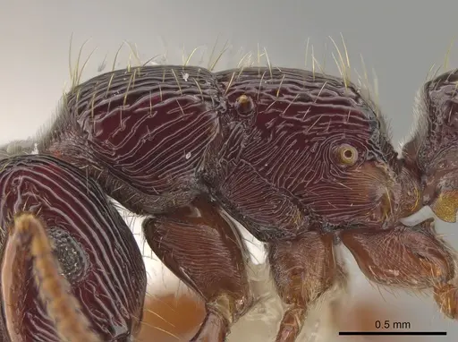 Gnamptogenys mordax - CASENT0884121