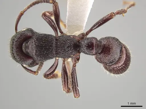 Gnamptogenys mordax - CASENT0884123