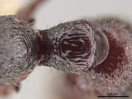 Gnamptogenys mordax - CASENT0884123