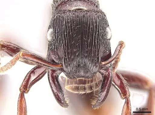 Gnamptogenys mordax - CASENT0884123