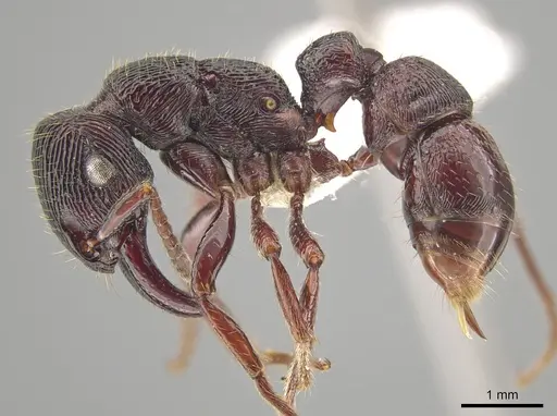 Gnamptogenys mordax - CASENT0884123