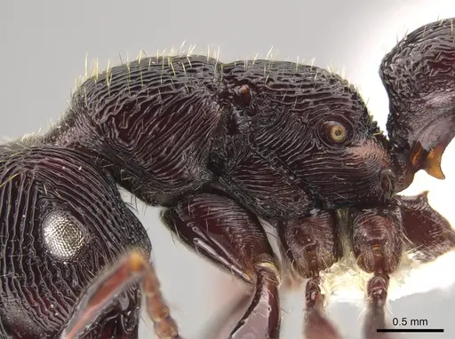 Gnamptogenys mordax - CASENT0884123