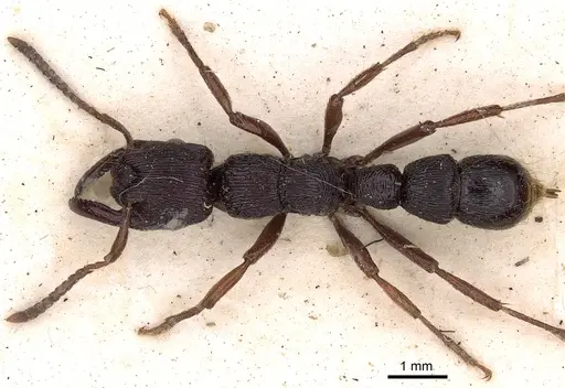 Gnamptogenys mordax - CASENT0900547