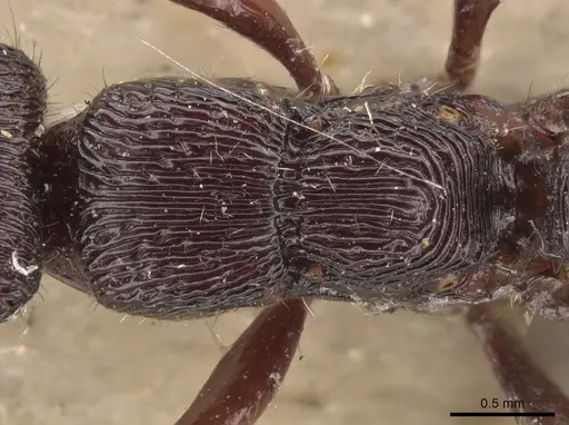 Gnamptogenys mordax - CASENT0900547