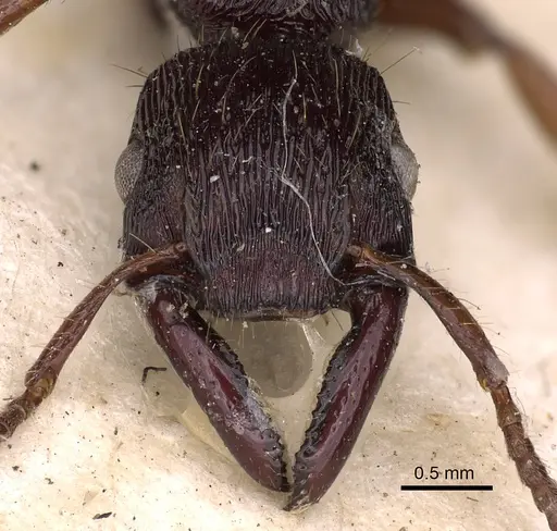 Gnamptogenys mordax - CASENT0900547