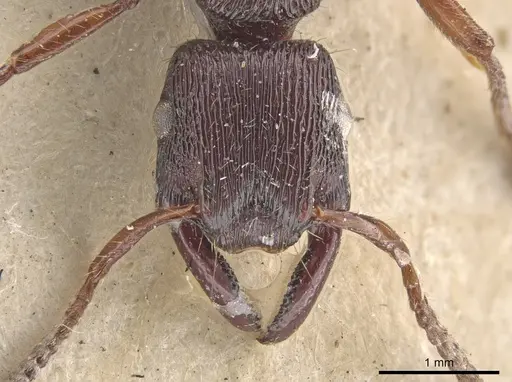 Gnamptogenys mordax - CASENT0900547