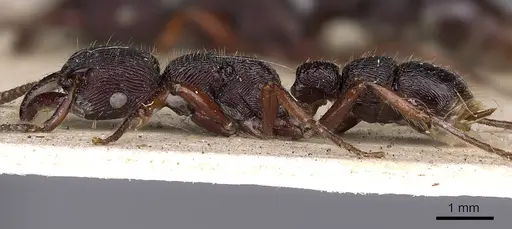 Gnamptogenys mordax - CASENT0900547