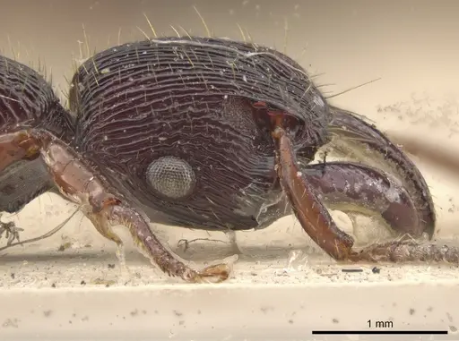 Gnamptogenys mordax - CASENT0900547