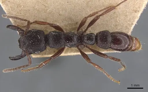 Gnamptogenys mordax - CASENT0907188