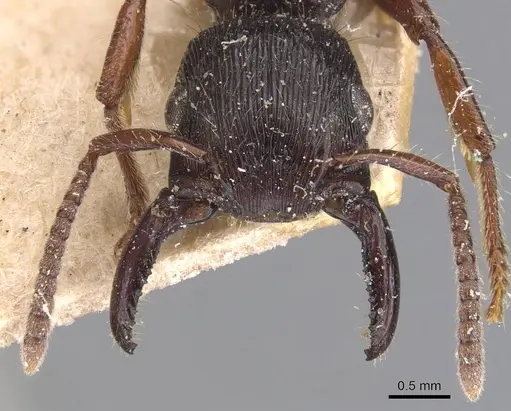 Gnamptogenys mordax - CASENT0907188