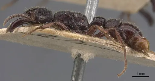 Gnamptogenys mordax - CASENT0907188